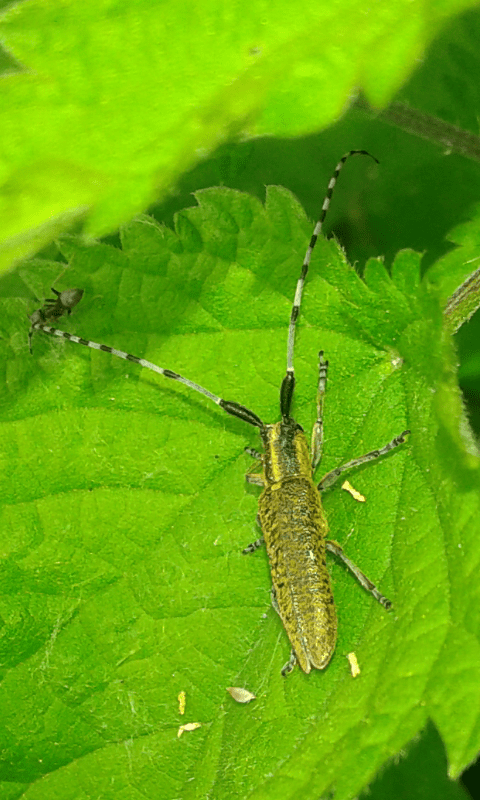 Agapanthia villosoviridescens (Cerambycidae)? S.